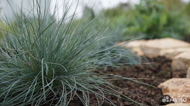 Овсяница сизая (лат. Festuca glauca)