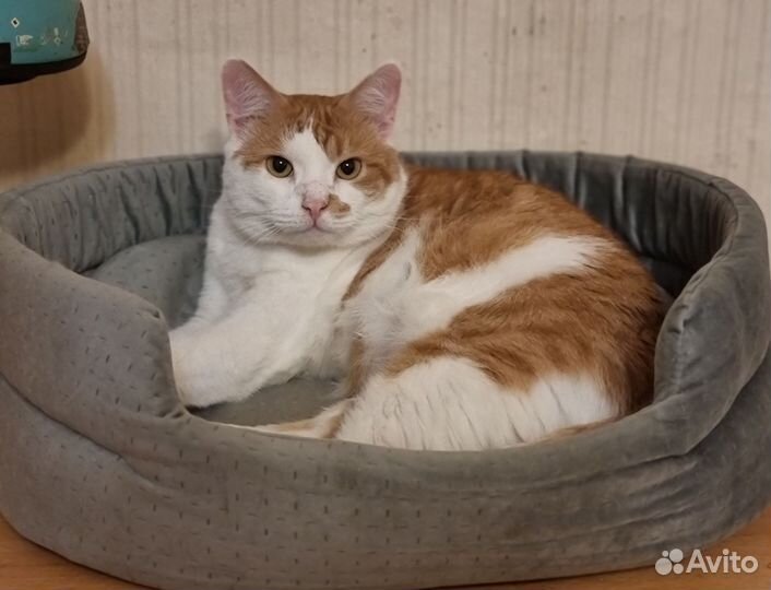 Котик с сердечком у носика