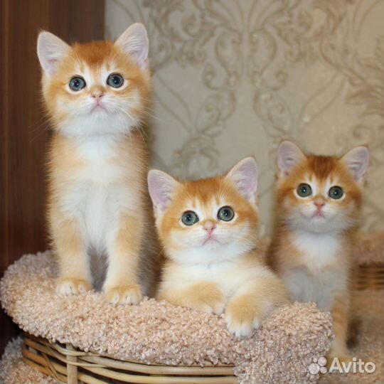 Котята Британской золотой шиншиллы