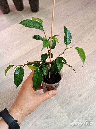 Фикус Бенджамина Наташа. Укоренённые побеги