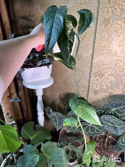 Эпипремнум пиннатум вайт