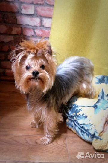 Домашний Любимец. Йорочка 3года