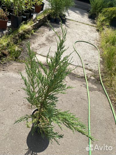 Можжевельник скальный блю эрроу