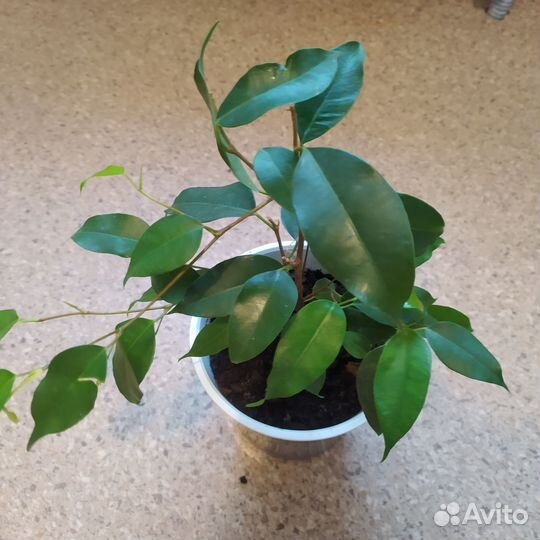 Продажа комнатных цветов