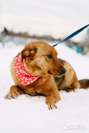 Собака в добрые руки девочка