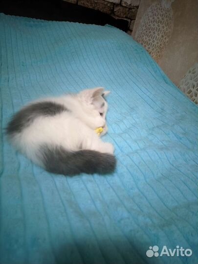 Отдам котят в хорошие руки