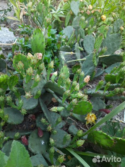 Цветы для сада