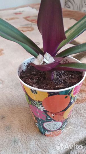 Хлорофитум,традесканции и др дом цветы