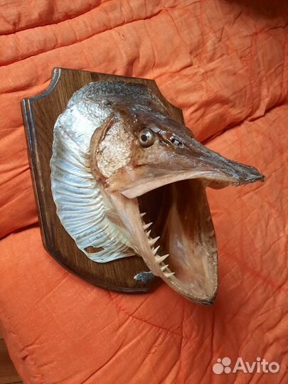 Чучело головы щуки