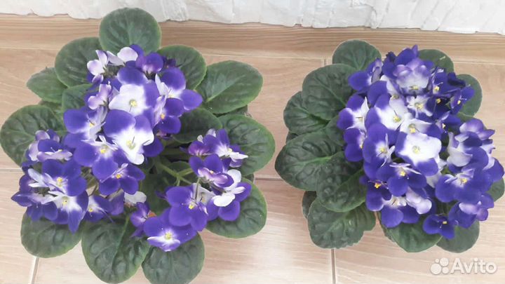 Фиалки, комнатные растения