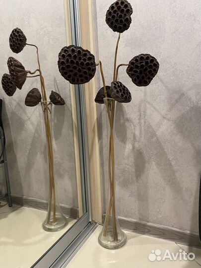 Коробочки лотоса