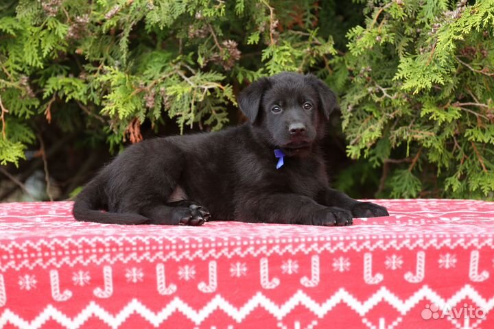 Щенки вео черного окраса