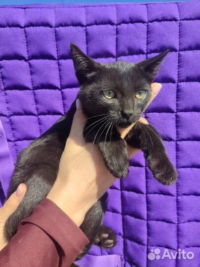 Красивый Котенок с идеальным характером