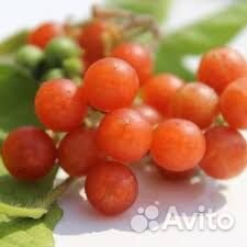 Оранж берри и медовый паслен