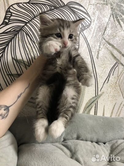 Котенок