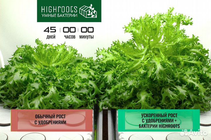 Highroots Spider Удобрение/Живые бактерии 1л