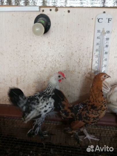 Мильфлер, и и.я