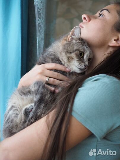 Передержка кошек с лейкозом (влк)