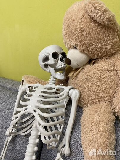 Скелет человека 160 для фото и видео