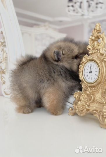 Щенки шпица