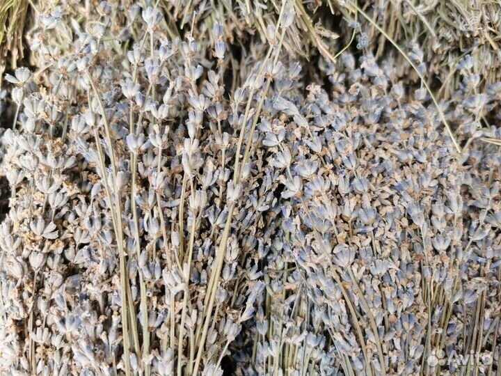 Лаванда сухоцвет