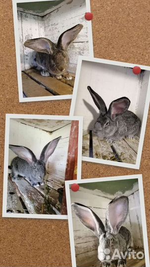 Продаются кролики