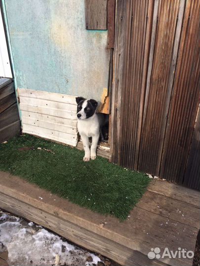 Щенки в добрые руки