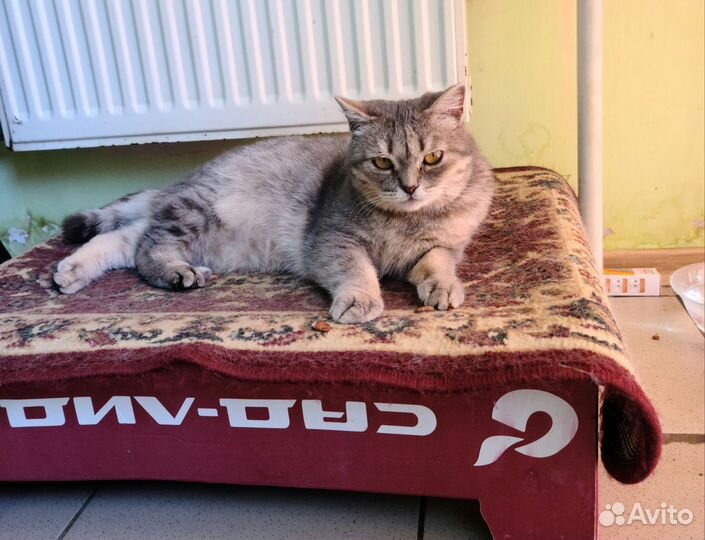 Кошка в добрые руки