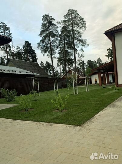 Рулонный газон