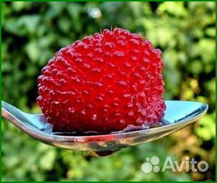 Малина земляничная (тибетская) саженцы