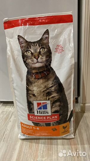 Кошка в дар бесплатно