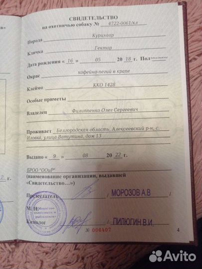 Вязка курцхаар