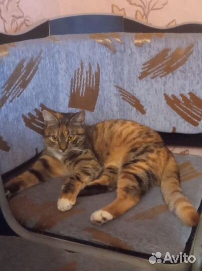 Потерялась кошка