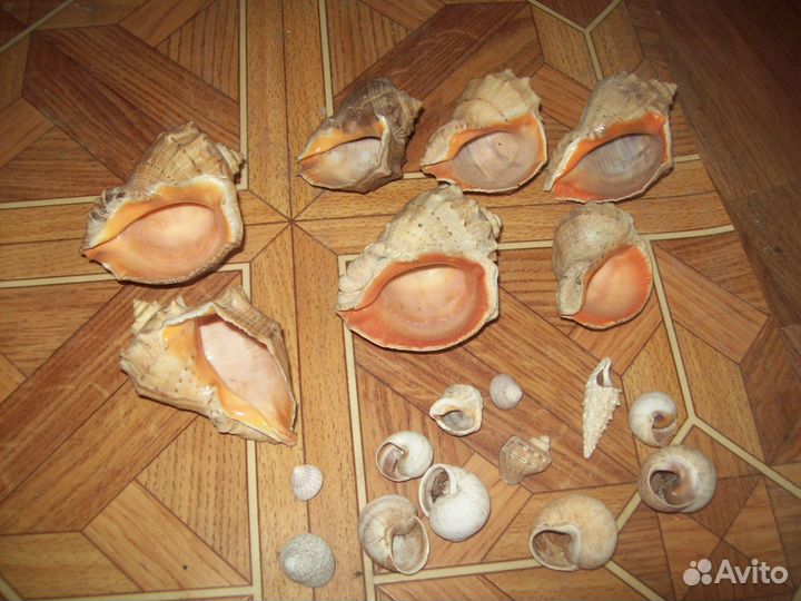 Звезда и ракушки морские в аквариум