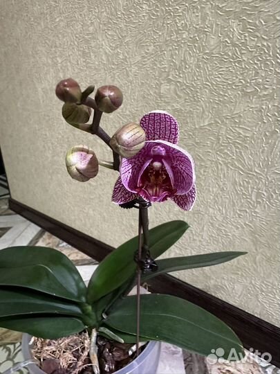 Орхидея фаленопсис
