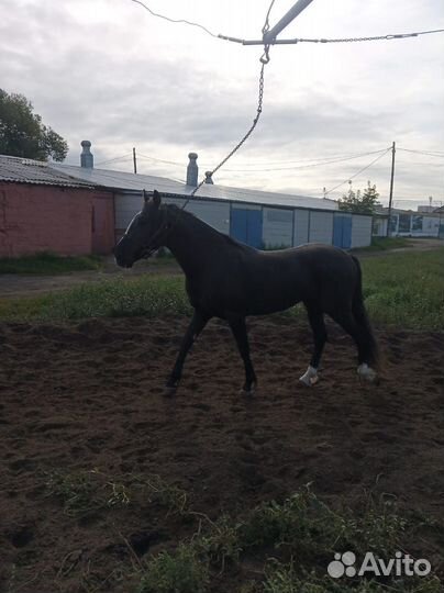 Жеребец орловский рысак