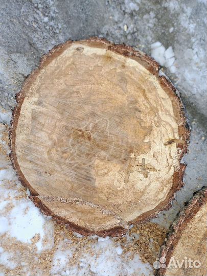 Спилы шпальта березы