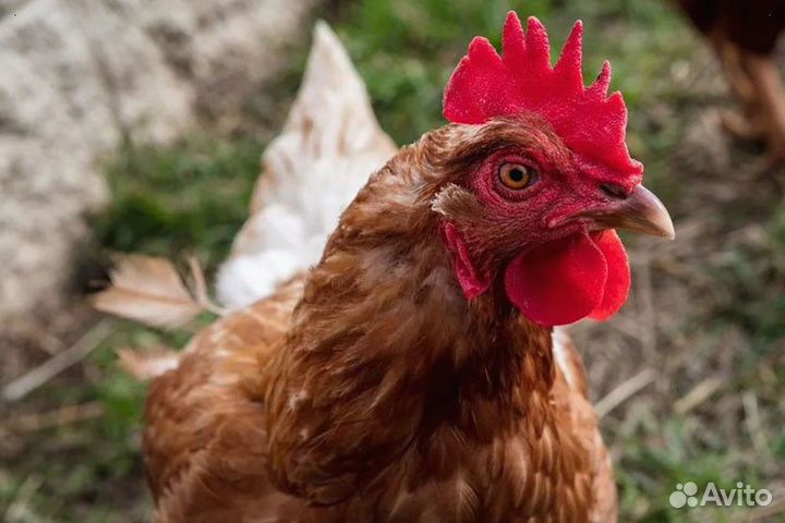 Куры несушки Легорн белая