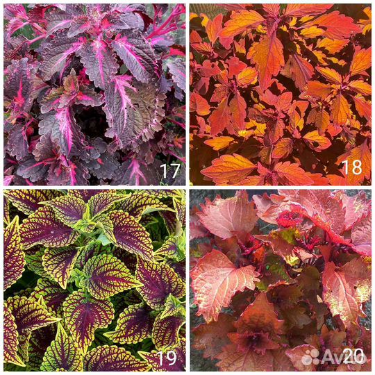 Колеусы 170 сортов Часть 1