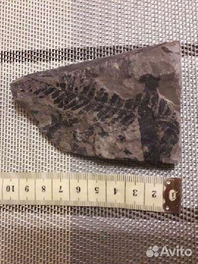 Окаменелость папоротник