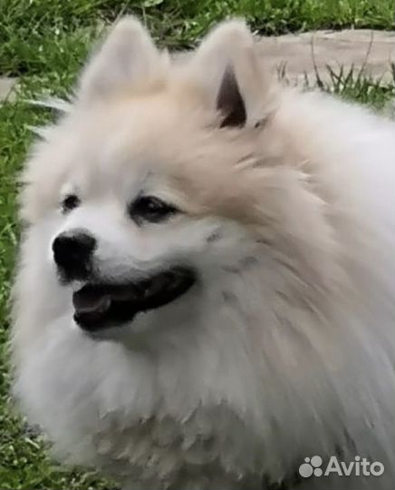 Вязка малый немецкий шпиц Бесплатно