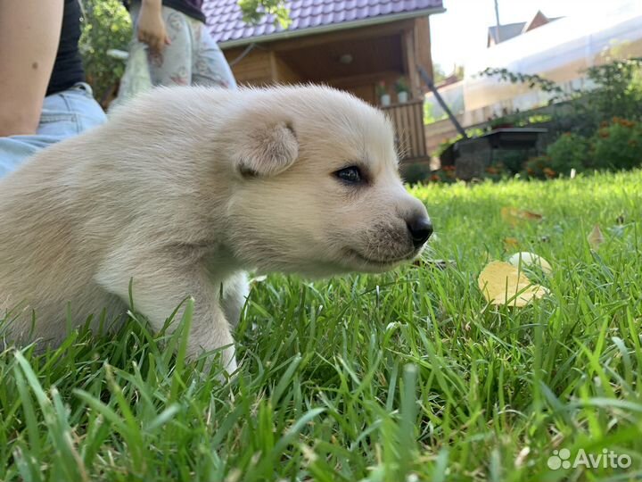 Щенки 1 месяц
