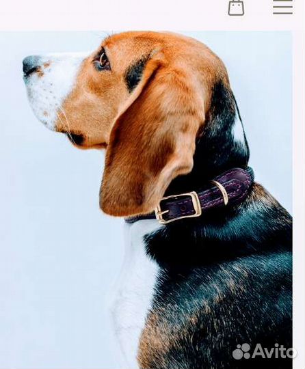 Ошейник фирменный
