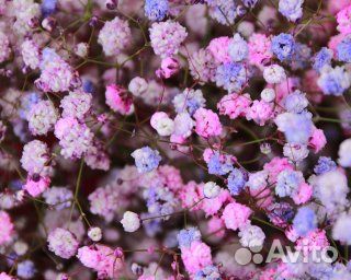 Букет из гипсофил Сияние