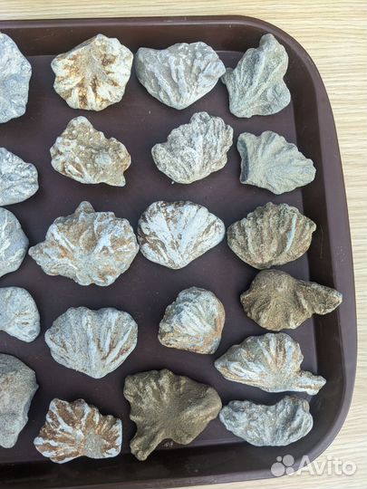 Редкая окаменелость, океан Тетис, 50 млн. лет