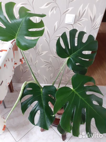 Монстера королевская