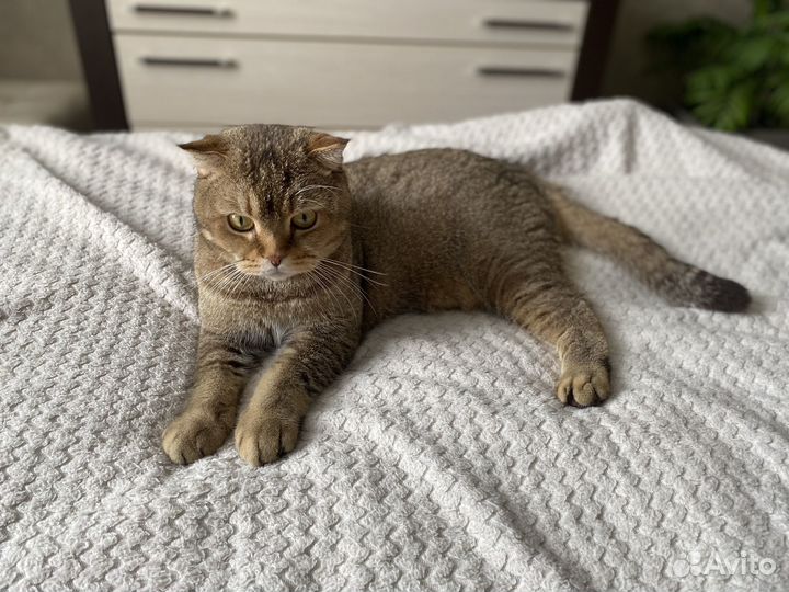 Шотландский вислоухий кот