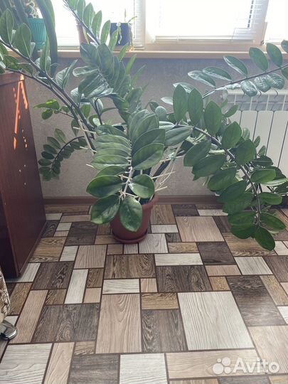 Замиокулькас