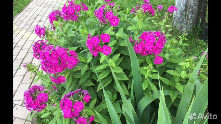 Сибирская роза,лук,медуница,живучка