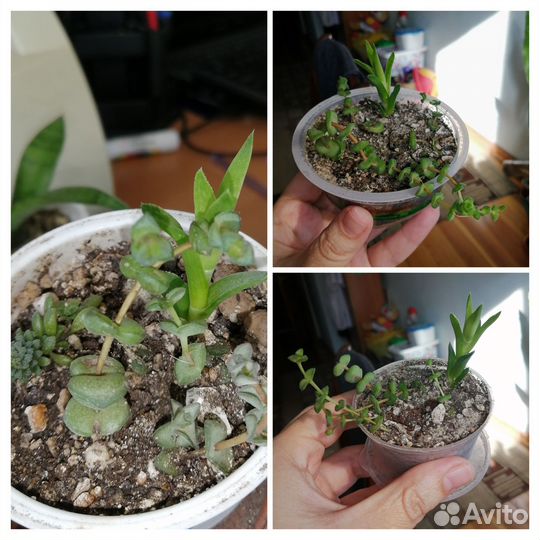 Суккуленты